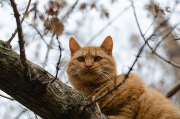 Naklejka na ściany i meble Ginger cat sits on a tree. Street, homeless cat walks.