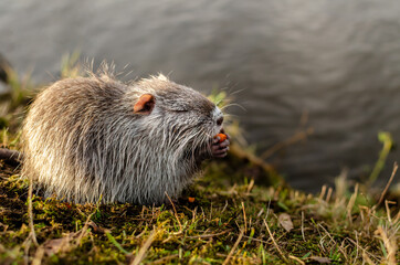 nutria is eating carrot