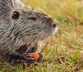 nutria is eating carrot