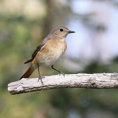 Common redstart