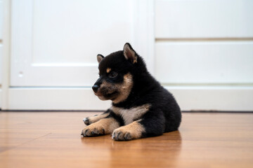 A black and tan Shiba Inu puppy lying in the room. Shiba inu on wood.