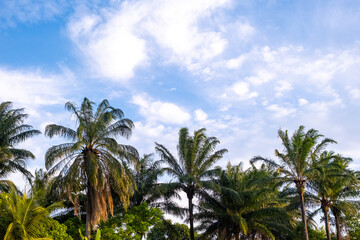 Fototapeta na wymiar palmeiras e céu azul