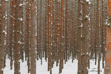 Fototapeta premium Pine forest in winter. The trunks of the pine trees are covered with snow.