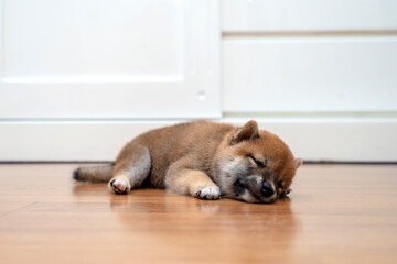 A Shiba Inu puppy lying in the room. Shiba inu sleep on wood floor.