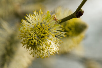 Willow catkin