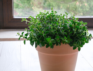 Oregano in a pot on a table. Growing herbs at home.