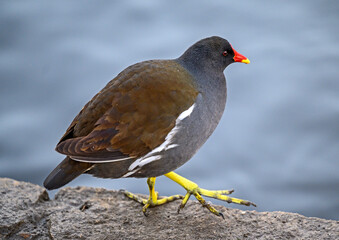 Moorhen in Kelsey Park, Beckenham, Greater London. A moorhen is standing by the side of the lake....