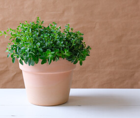 Oregano in a pot on a table. Growing herbs at home.