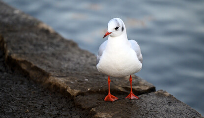 Black-headed gull in winter plumage in Kelsey Park, Beckenham, Greater London. A black-headed gull stands by the lake in Kelsey Park, Beckenham. Black-headed gull (Chroicocephalus ridibundus), UK.