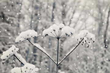 snow covered branches