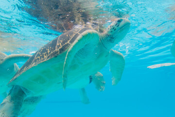 ウミガメの遊泳