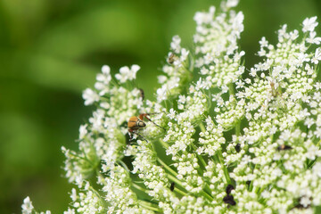 queen annes lace or wild carrot flower
