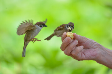 食事中のすずめ