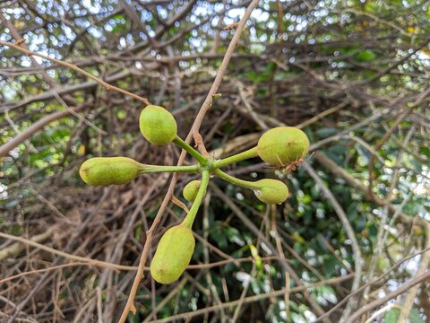 green olives on tree