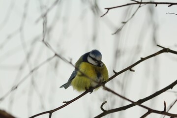 
The Eurasian blue tit or Cyanistes caeruleus sits huddled in birch branches on a cloudy winter day. A small fluffy blue tit with a bright yellow breast sits on a bare birch twig.