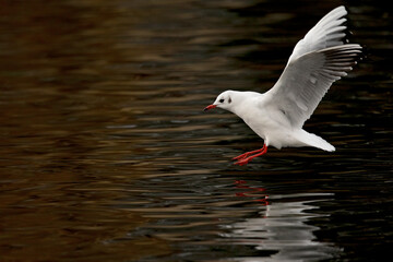 A black-headed gull (Chroicocephalus ridibundus)  touching down in a lake.