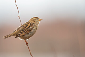 A female house sparrow (passer domesticus) perched on a small branch in a garden.