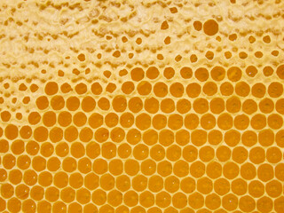 Fresh Honey In Comb. Beewax comb structure abstract pattern. Yellow Honey cells texture background.