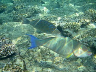 parrot fish in the red sea