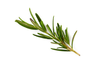 Fototapeta premium Fresh rosemary on white