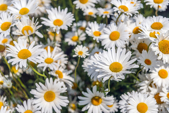 Closeup of pure white and bright yellow Common daisies in full bloom. In springtime the photo was taken in the field of a specialized flower seed grower on the former Dutch island of Tholen.