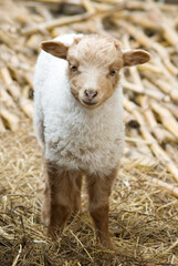 portrait of a little cute lamb