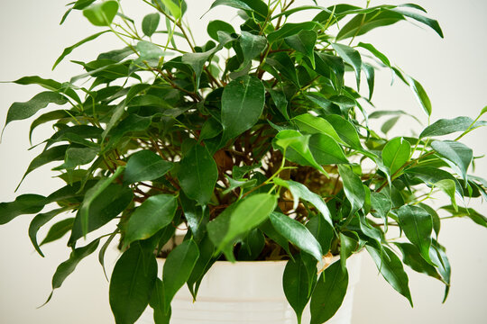 fikus , Ficus benjamina