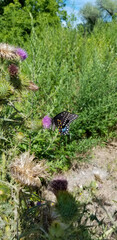 Black Swallowtail butterfly and purple thistle.  Beautiful butterfly in a rural field is feeding on thistle.