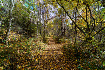 Autumn landscape. Path in the forest with lights and shadows. Carpet of fallen leaves and magical and enchanted forest.
