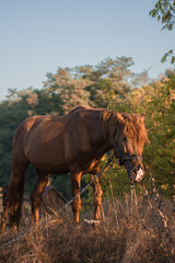 Fototapeta premium horse in the field