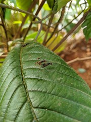 spider on leaf