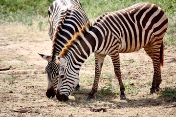 Fototapeta na wymiar Pair of Zebras in Tanzanian Wilderness