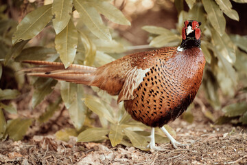 Male Pheasant