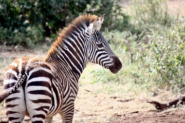 Zebra in Tanzanian Wilderness