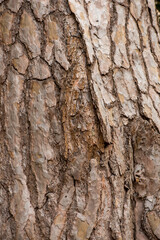 Silver Pine Bark