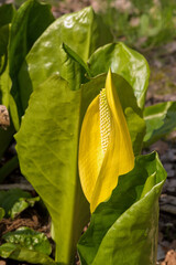 Skunk Cabbage