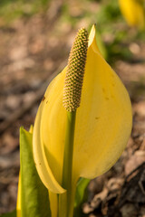Skunk Cabbage Flower
