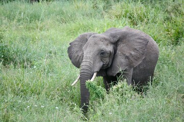 Elephant in Tanzanian Wilderness
