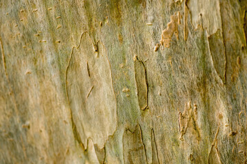 Eucalyptus Bark