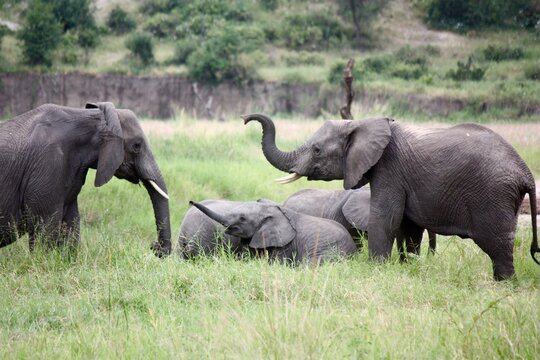 Young elephants trumpeting