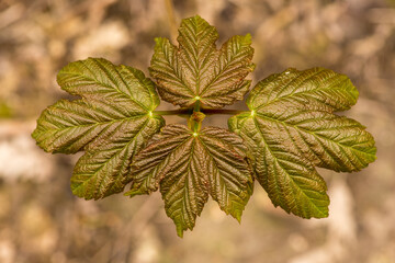 Sycamore Seedling