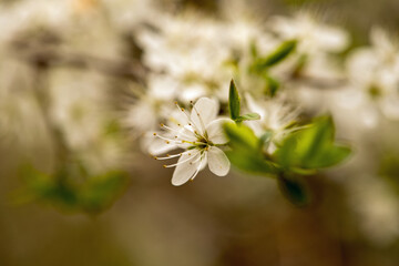 Blackthorn Flowers
