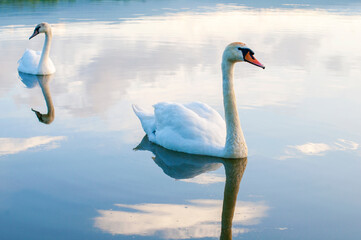 white swans group on the lake swim well under the bright sun