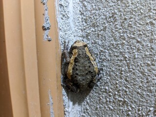 Climbs frog on the corner wall