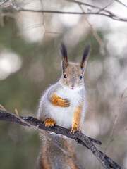 The squirrel sits on tree in the winter or late autumn