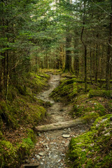Trail Cuts Through Mossy Forest Floor