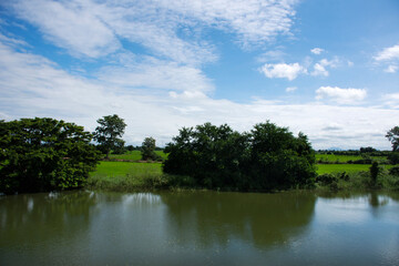View landscape natural pond and paddy rice field park outdoor at Singburi city in Sing Buri provinces of Thailand