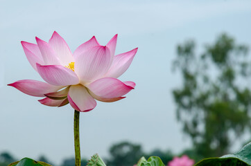 Beautiful pink lotus flower in blooming with green leaves as background