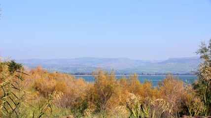 Fototapeta na wymiar nature photography in israel on the shores of lake kinneret
