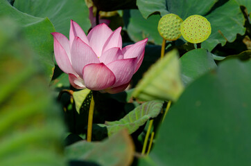 Pink lotus flower blooming in summer pond with green leaves as background